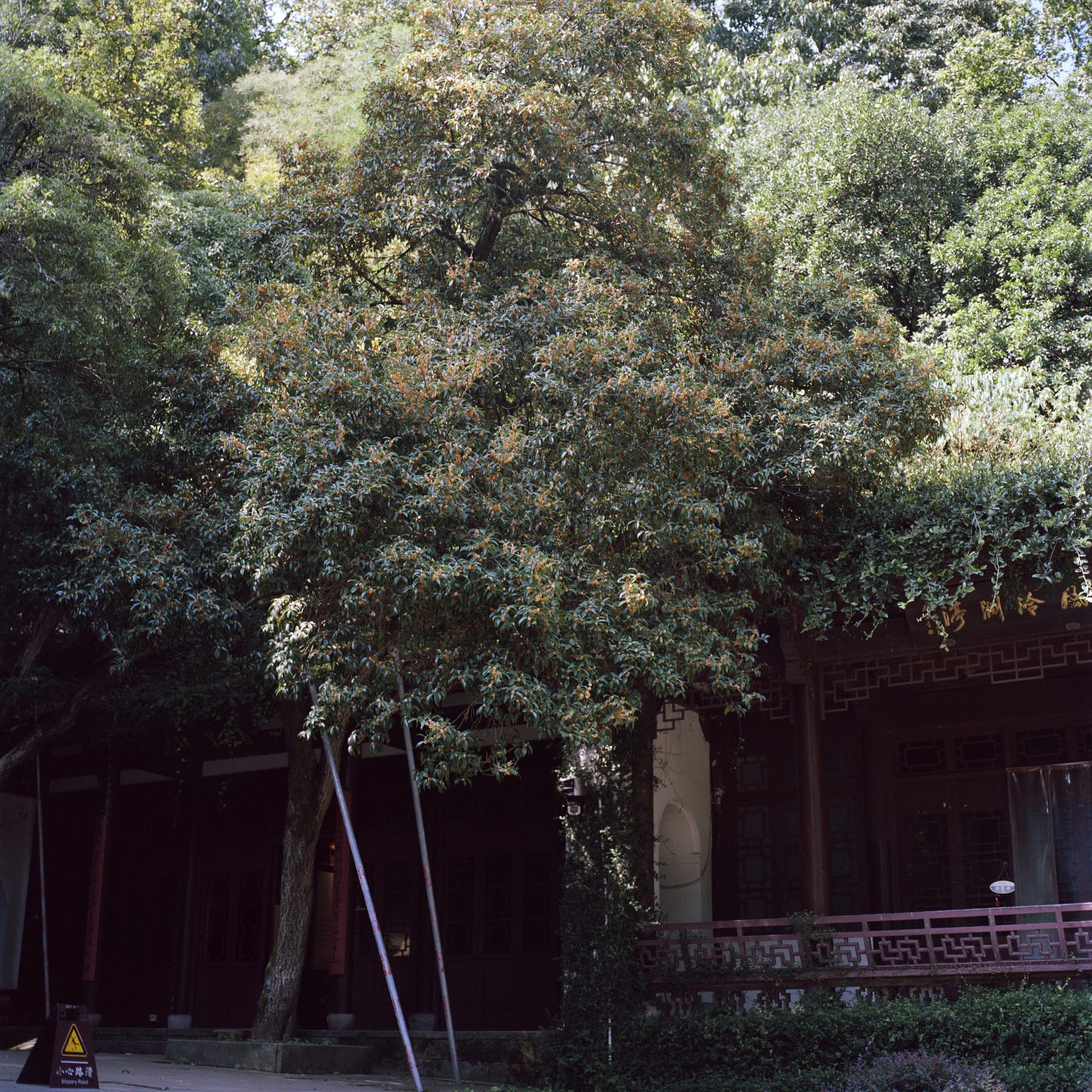 西湖 · 中国杭州 · 2025年 · Kodak Portra 160，Lan Wang 摄