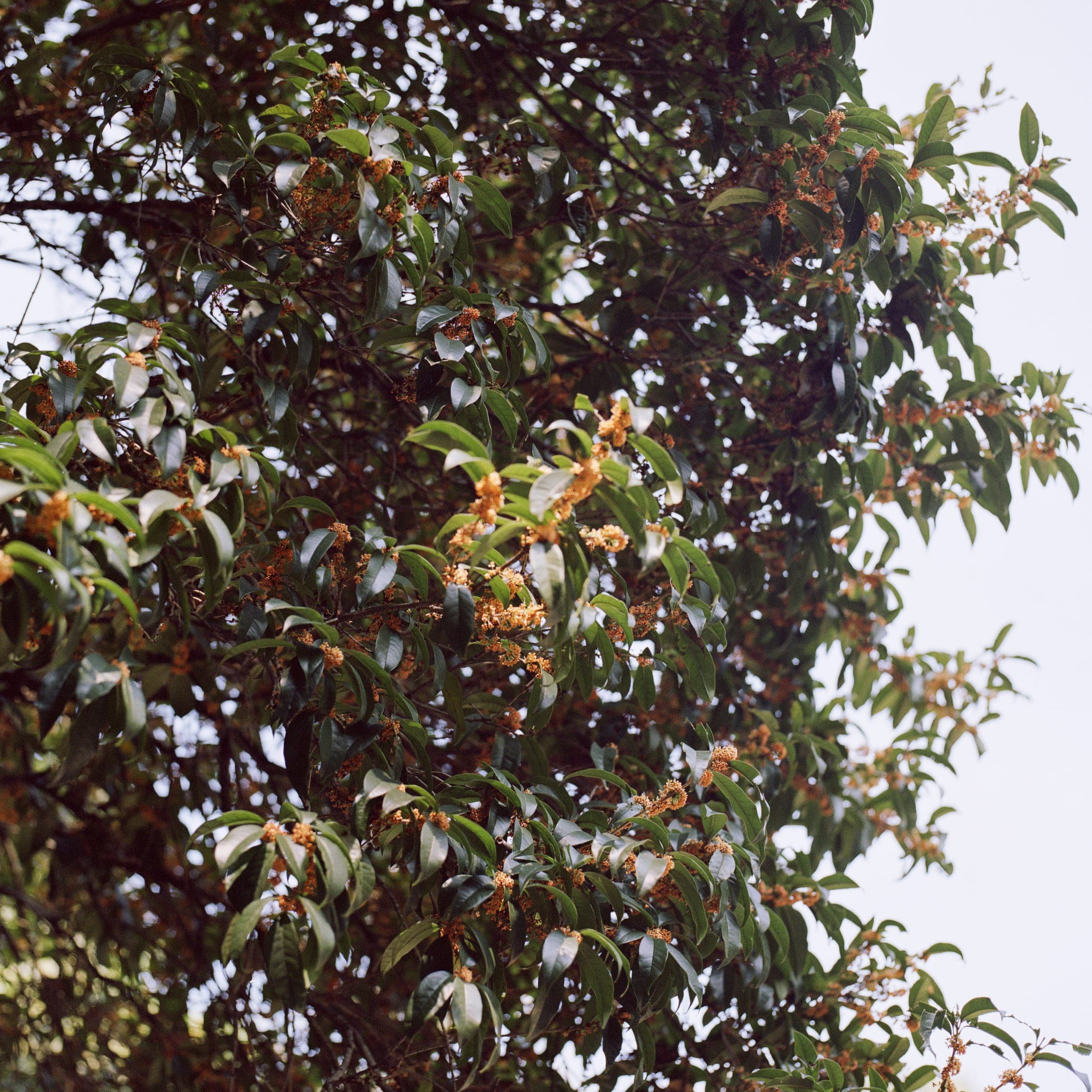 西湖 · 中国杭州 · 2025年 · Kodak Portra 160，Lan Wang 摄